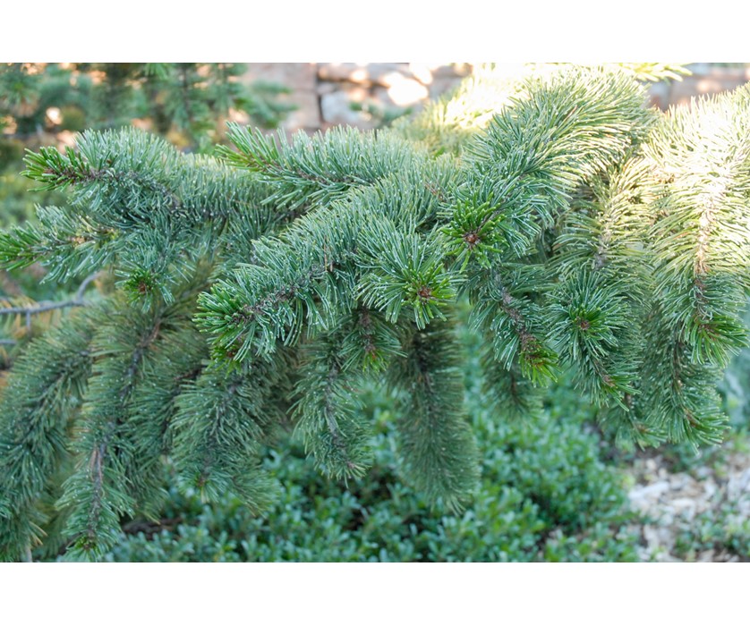 Bristlecone Pine